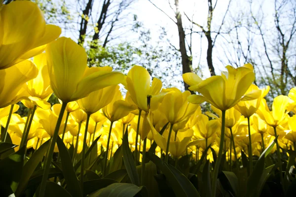 Smíšené tulipány — Stock fotografie