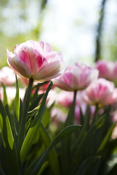 Mieszane tulipany — Zdjęcie stockowe