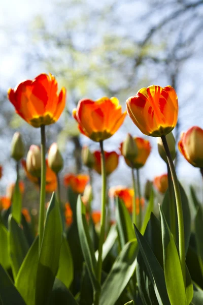 Garden of tulips Royalty Free Stock Images