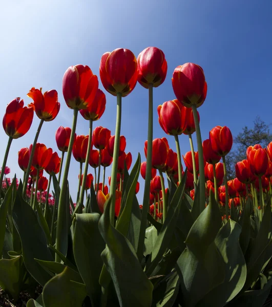 Red tulips background Stock Photo