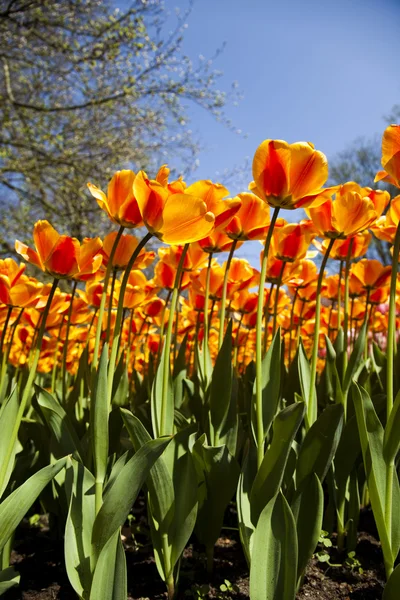 Garden of tulips Stock Photo