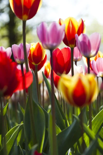 Multi colored tulips Stock Image