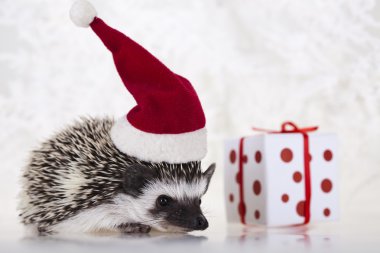 Hedgehog christmas clipart