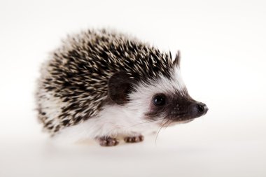 Hedgehog clipart