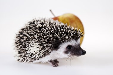 Kirpi