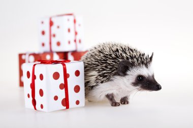 Hedgehog christmas clipart