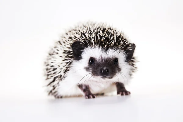 Hedgehog, animal outonal — Fotografia de Stock