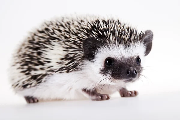 Hedgehog, animal outonal — Fotografia de Stock