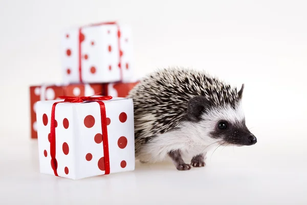 stock image Hedgehog christmas