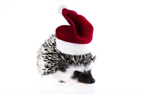 stock image Hedgehog christmas