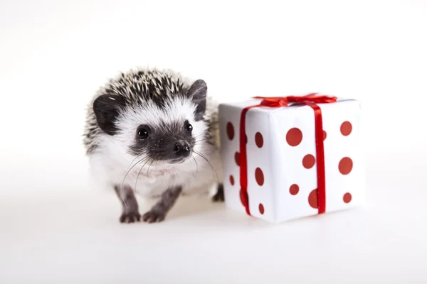 stock image Hedgehog christmas