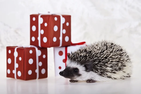 stock image Hedgehog christmas