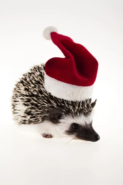 stock image Hedgehog christmas