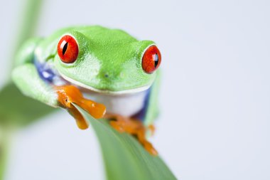 Green frog clipart