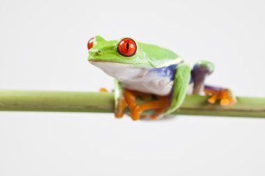 Red eyed tree frog clipart