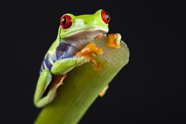 Red eyed tree frog clipart