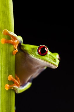 Frog - small animal red eyed clipart