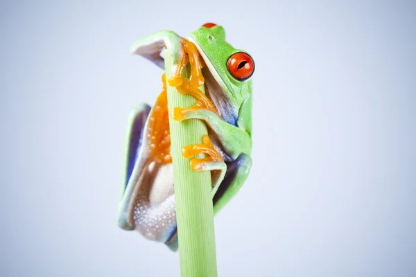 Žába s červenýma očima — Stock fotografie