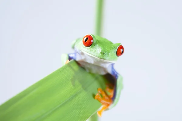 Groene kikker — Stockfoto