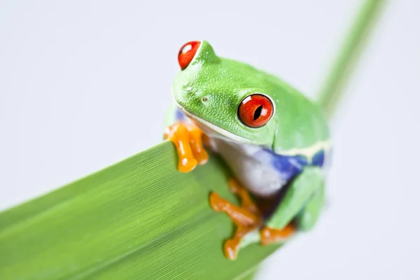 stock image Red eyed tree frog