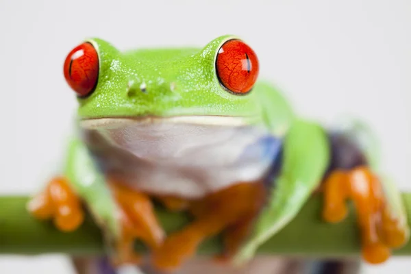 Żaba, małych zwierząt czerwone oczy — Zdjęcie stockowe