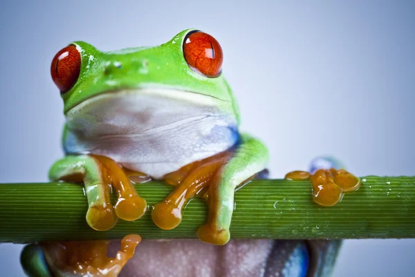 Červených očí žába — Stock fotografie