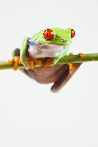 Kırmızı göz kurbağa — Stok fotoğraf