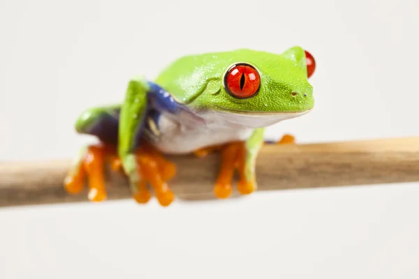 Kikker, kleine dierlijke rode eyed — Stockfoto