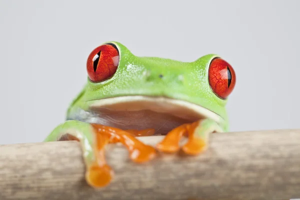 Kikker, kleine dierlijke rode eyed — Stockfoto