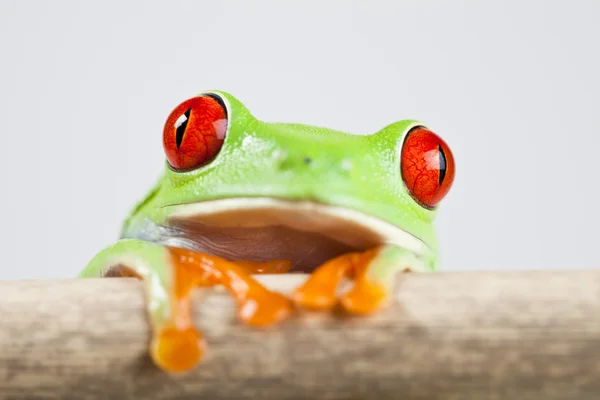 Красноглазуя лягушка — стоковое фото