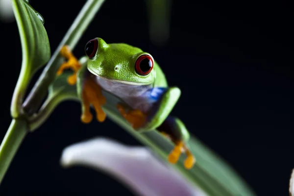 Kırmızı gözlü yaprak kurbağa — Stok fotoğraf
