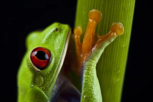 Rã verde — Fotografia de Stock