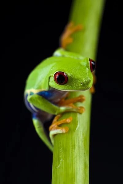 緑のカエル — ストック写真