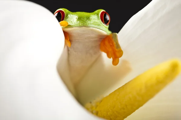 stock image Green frog