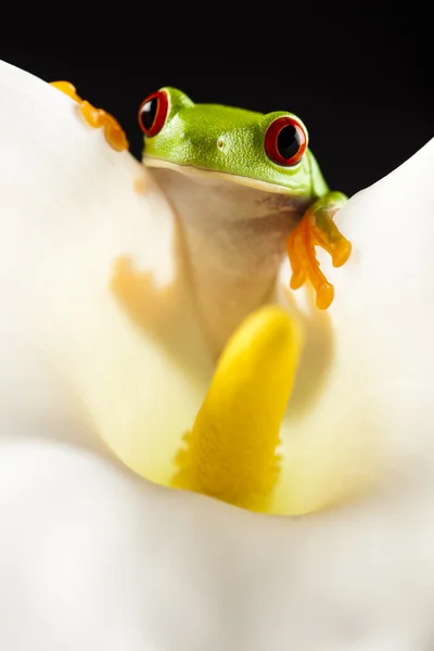 stock image Frog