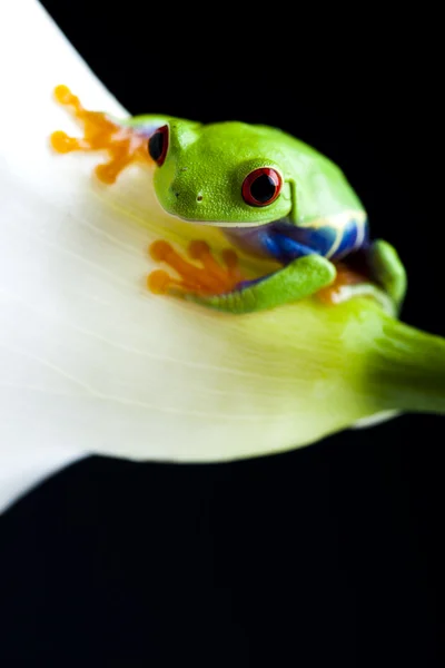 stock image Green frog