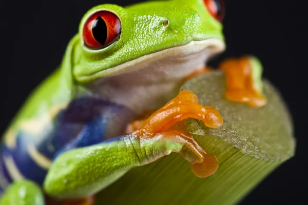 La rana - pequeño animal de ojos rojos — Foto de Stock
