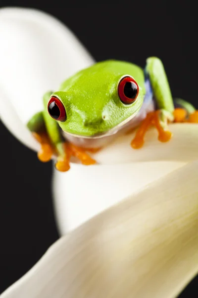 La rana - pequeño animal de ojos rojos — Foto de Stock