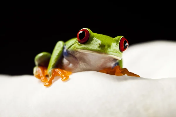 Лягушка - маленькое животное с красными глазами — стоковое фото