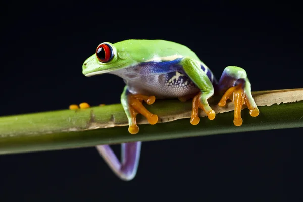 La rana - pequeño animal de ojos rojos —  Fotos de Stock