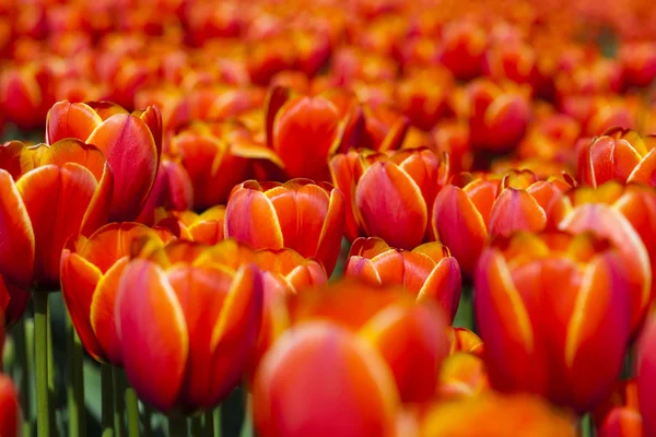 Fondo rojo tulipanes — Foto de Stock