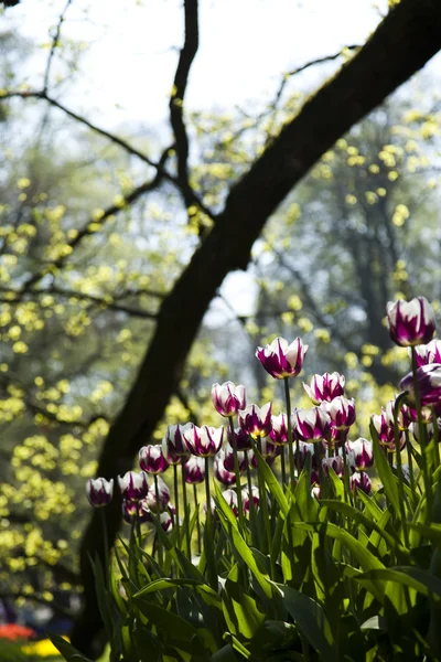 Spring in garden — Stock Photo, Image
