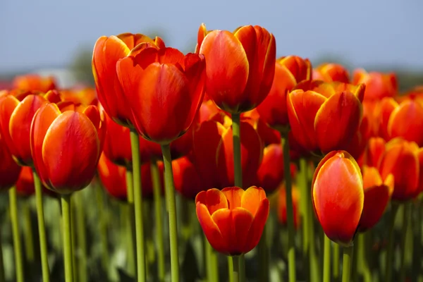 Червоні тюльпани фону — стокове фото