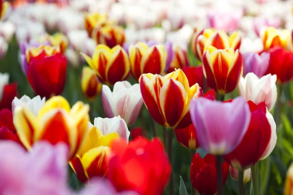 Multi kolorowe tulipany — Zdjęcie stockowe