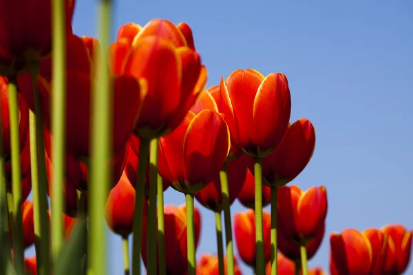 Červené tulipány pozadí — Stock fotografie