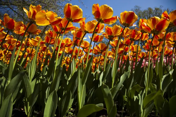 Piros tulipán háttér — Stock Fotó