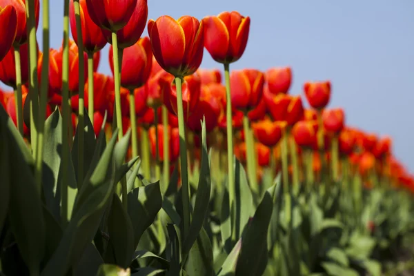 Červené tulipány pozadí — Stock fotografie