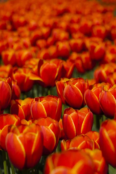 stock image Red tulips background