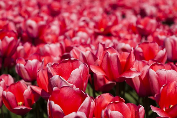 Тюльпаны — стоковое фото