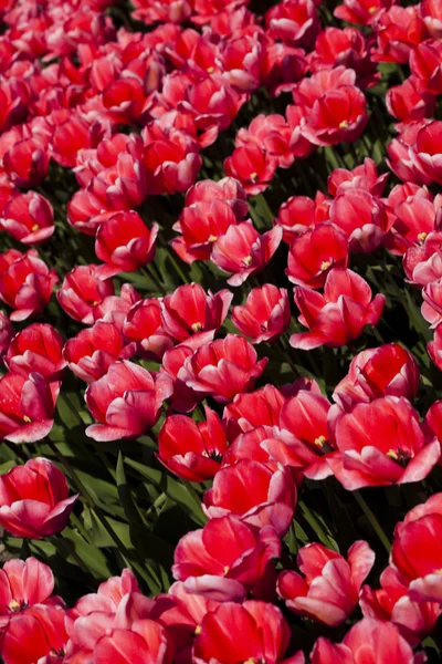 Smíšené tulipány — Stock fotografie